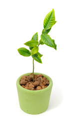 Little Lemon Tree in Pot Isolated on White Background