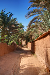 Fototapeta na wymiar footpath in palm grove