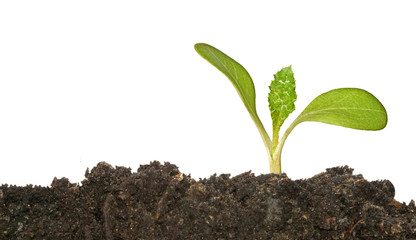 seedling growing from soil