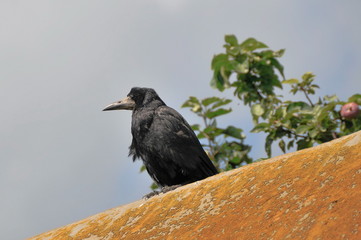Raven on a fence