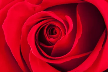 Türaufkleber Rose © SkyLine