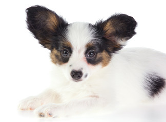 Puppy Papillon