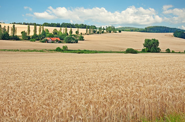 Fototapeta na wymiar summer landscape: a wheat field, blue sky and a small house.