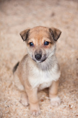 portrait of cute puppy sitting on the ground