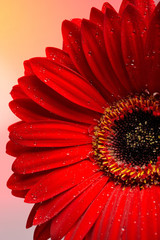 Beautiful red gerber flower part macro studio shot. - 30786981