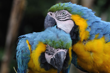 ルリコンゴウインコ