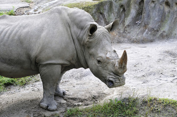 Fototapeta premium サイのポートレート