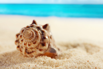 Cockleshell