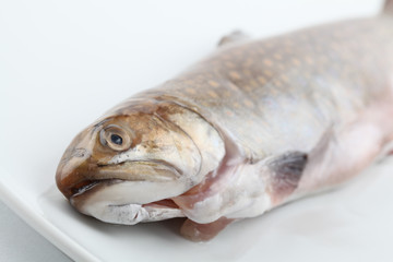 Speckled trout