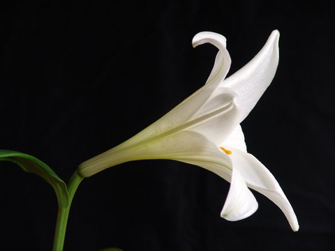 Fototapeta Weiße Lilie