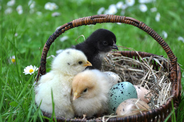 Osterk&uuml;ken im K&ouml;rbchen