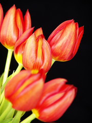 Tulpen