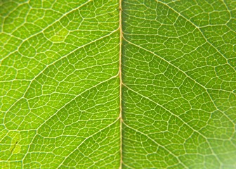 Green leaf closeup
