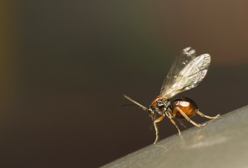 Cynipidae