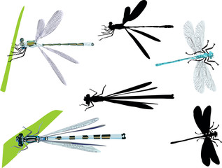 collection of blue dragonflies