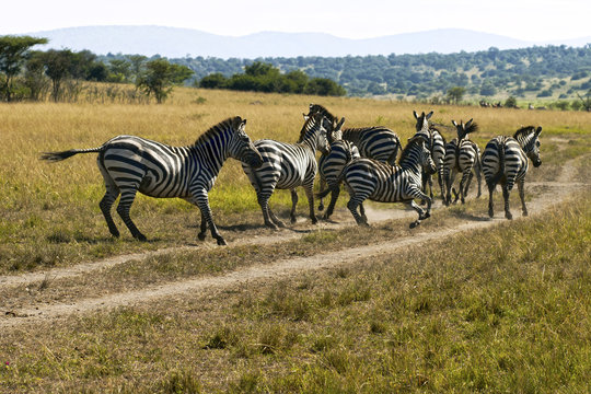Zebras - Akagera National Park, Rwanda