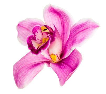 Fototapeta pink orchid flower isolated on white