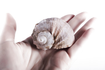 Hand holding sea shell