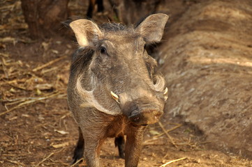 Wildschwein in Afrika