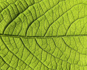 green leaf