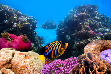 Regal angelfish