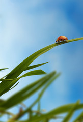 coccinella su filo di erba