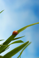 coccinella su filo di erba