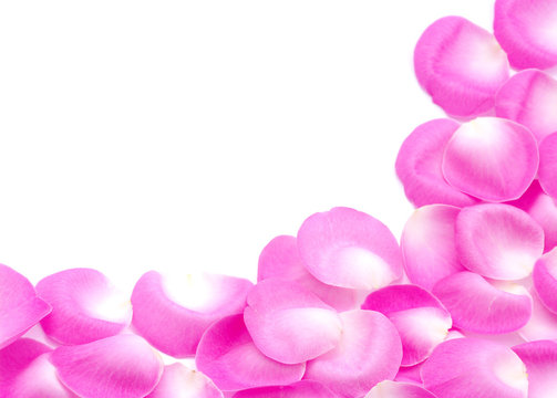 pink rose petals