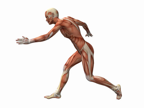 muscle man , male Body Anatomy