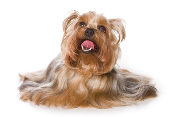 Yorkshire terrier isolated on white