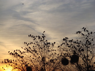 Obraz premium Birds