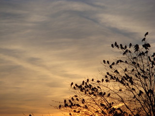 Birds
