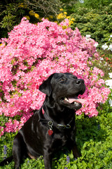 Labrador in	flowers rose