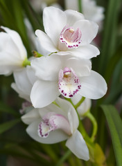 Fototapeta na wymiar Ветка белых орхидей на фоне зелени