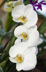 Obraz na płótnie Canvas Vetka bel?h orchidea fonetycznego zieleni