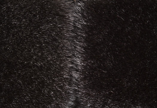 Seal fur close-up | Texture