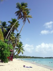 Martinique - Sainte-Anne : plage des Salines