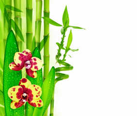 Fototapeta na wymiar orchid and bamboo