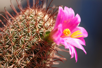 Cactus's flower