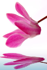 alpenveilchen,wasser