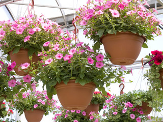 Pretty Pink Petunia Hanging Baskets