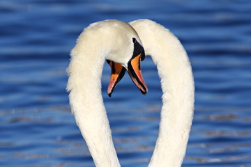 Two white swans in the water, feeling just fine!