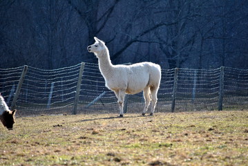 Obraz premium White Alpaca in the Distance