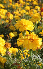 Marigold flowers