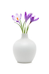 Crocus flowers in white vase