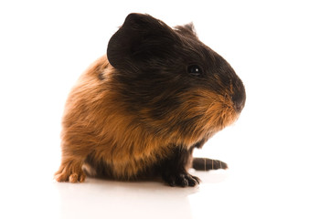 baby guinea pig
