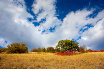 Fototapeta premium autumn forest