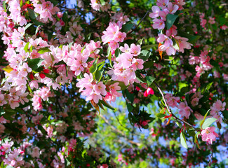 Naklejka premium branch of a blossoming tree