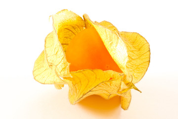 Naklejka premium Physalis peruviana
