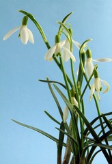 snowdrops